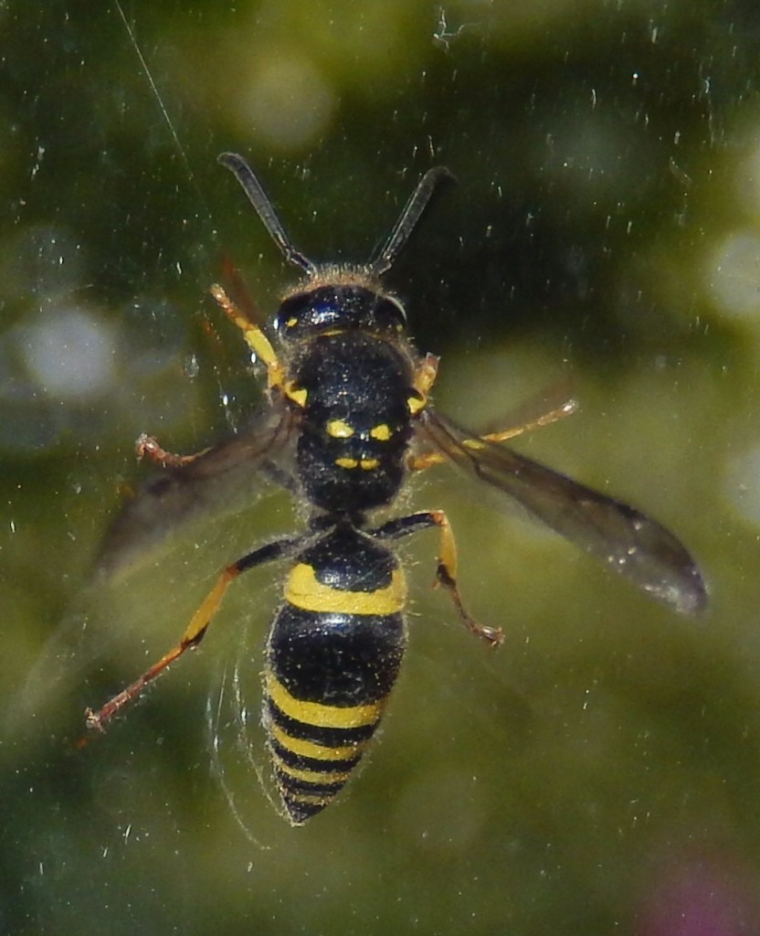 Ancistrocerus Cf Nigricornis Potter Wasp | ObsessedByNature