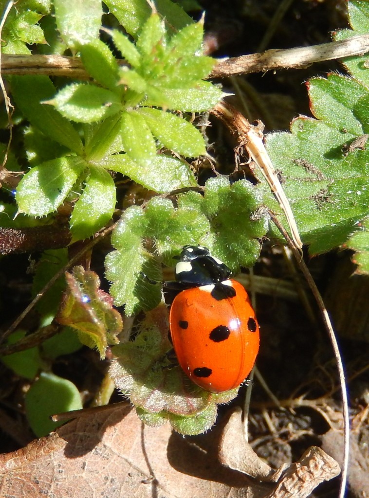 Seven-spot Ladybird | ObsessedByNature