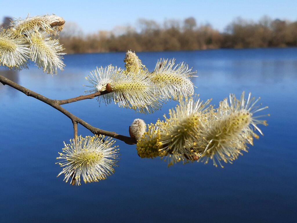 Pussy Willow Obsessedbynature