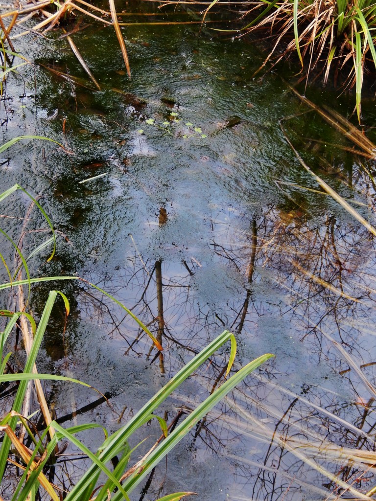 Blanket-weed | ObsessedByNature