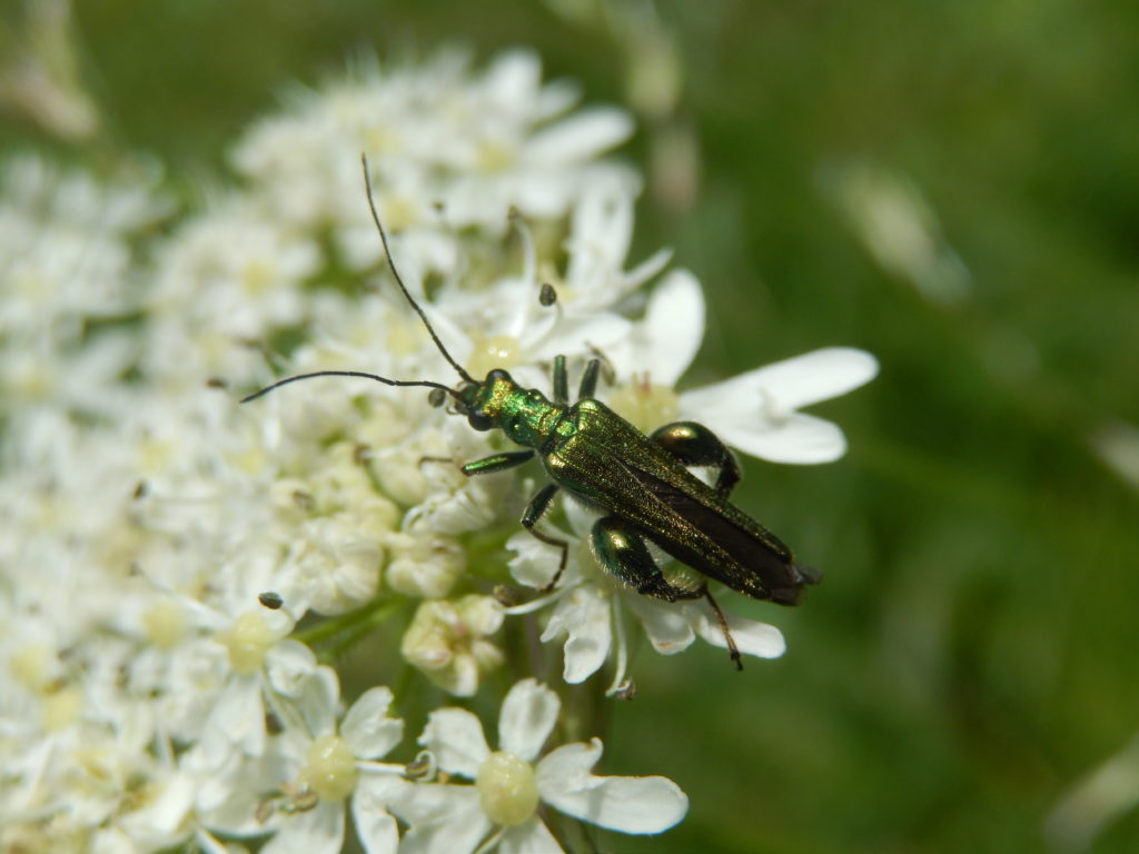 Fine Crop of Insects Pollinating Hogweed at Gunnersbury Triangle ...