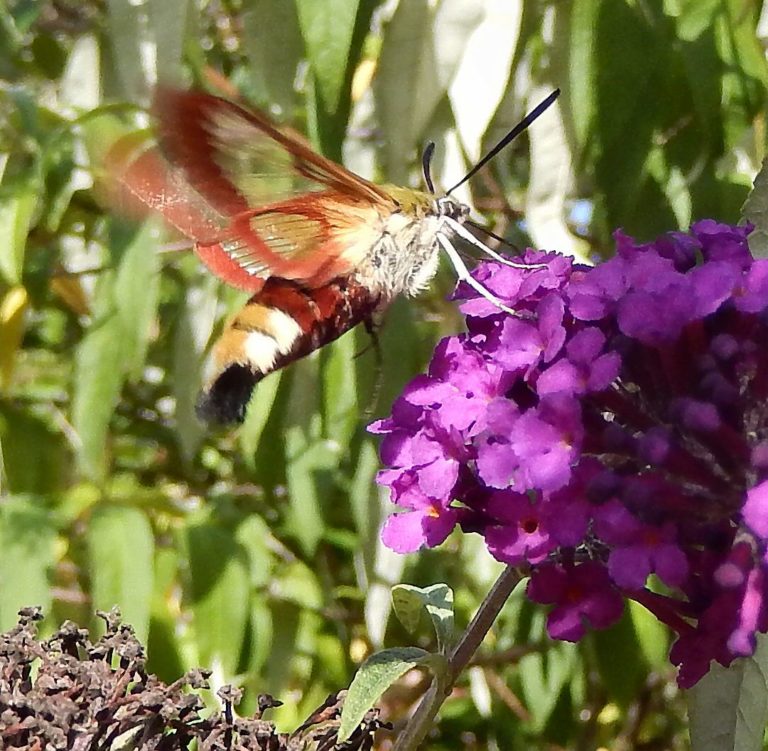 Dazzling Insects of the Dordogne! | ObsessedByNature