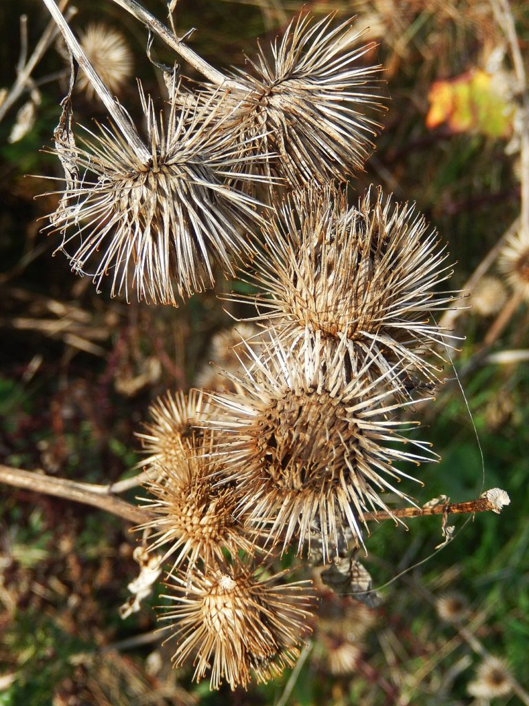 Hips, Haws, and Burrs: yes, it’s Autumn at Wraysbury Lakes ...