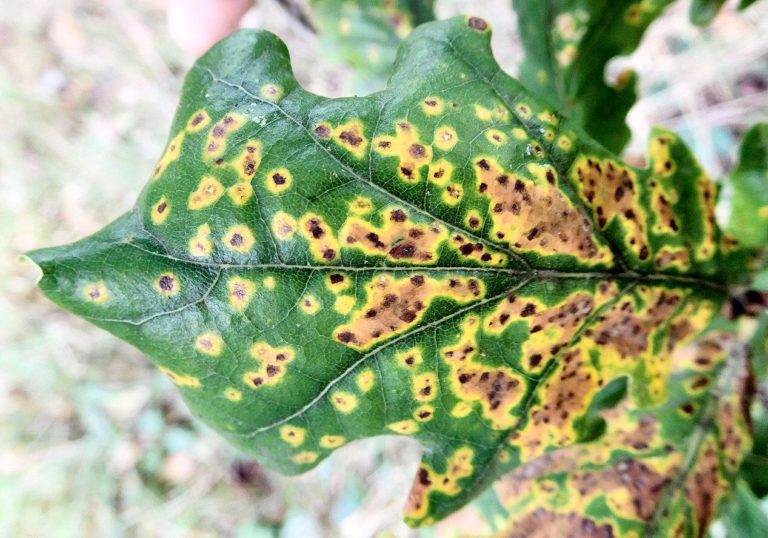 Leaf Spot Fungus Obsessedbynature 0125