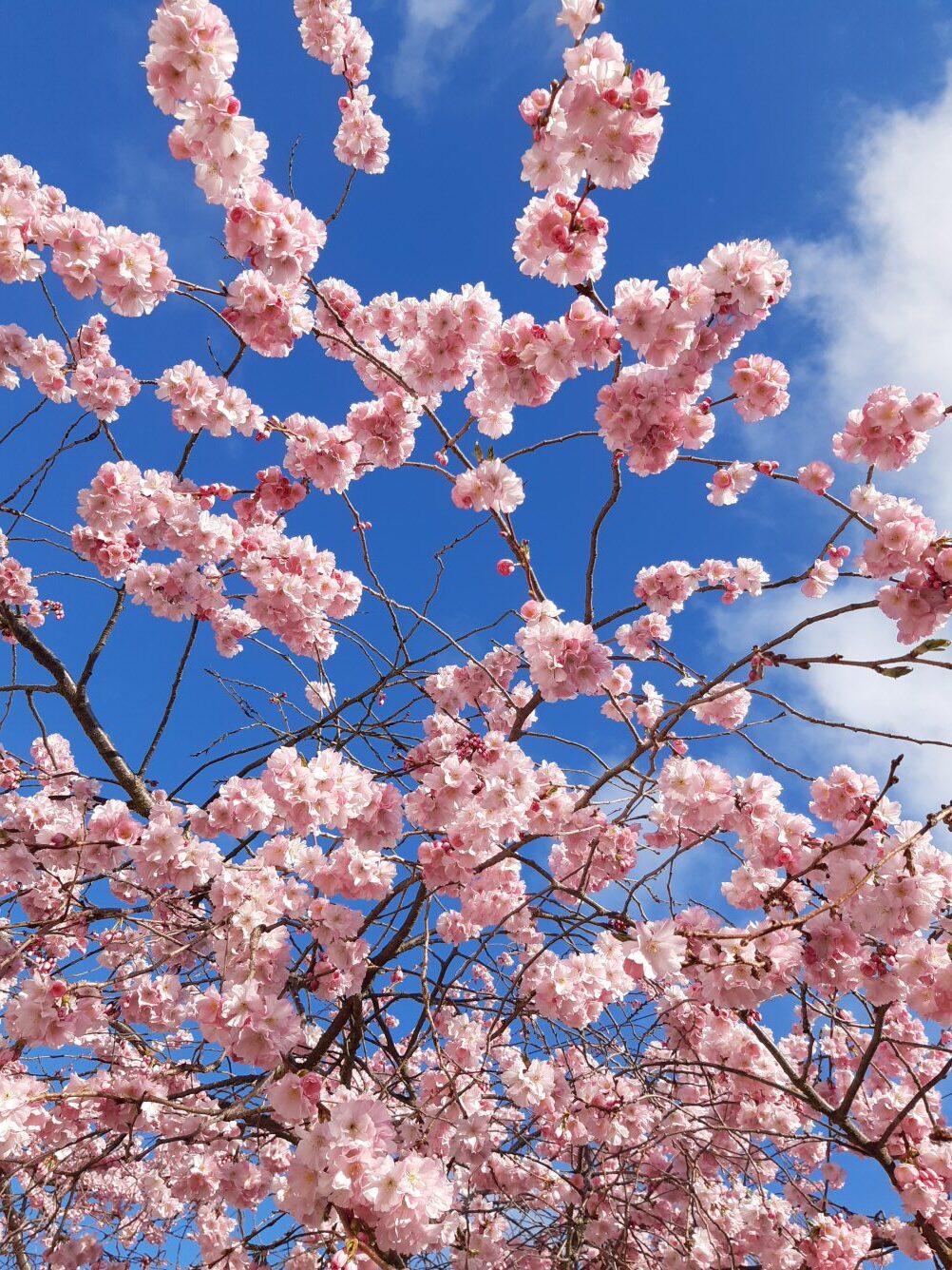 Spring! Cherry Blossom in Chiswick | ObsessedByNature