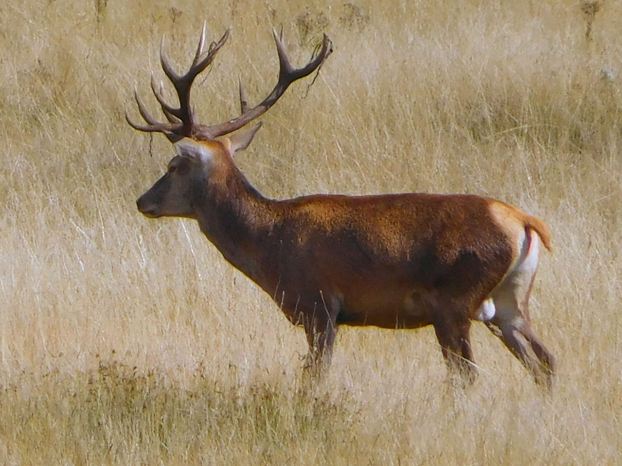 Stag coming out of ‘velvet’ | ObsessedByNature